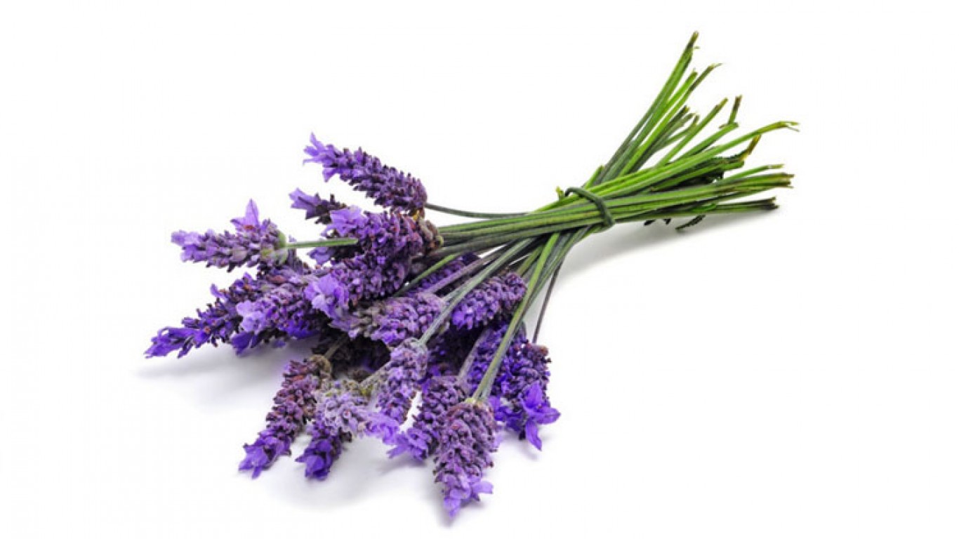 Lavanda Lavanda